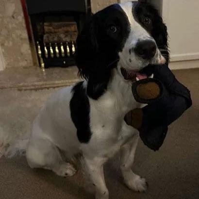 Durable Dog Chew Toy – Withstands Heavy Chewing